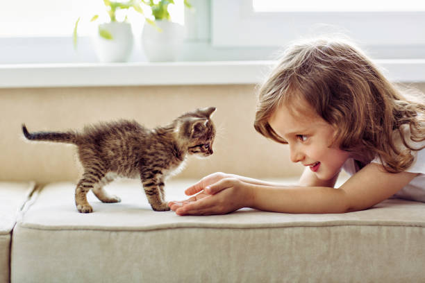 istock girl is playing with a striped kitten on the sofa 1383952516