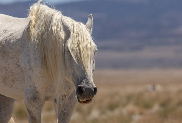 istock Old Wild Horse Stallion in Utah 1383952718