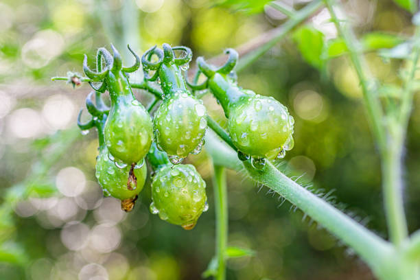 Small green unripe yellow pear-shaped tomatoes cluster group macro closeup hanging growing on plant vine in garden dew water drops