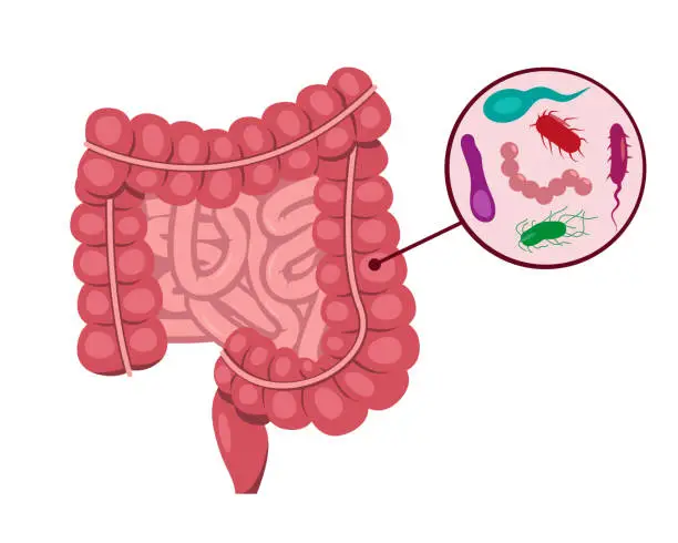 Vector illustration of Human small and large intestine and intestinal bacteria.