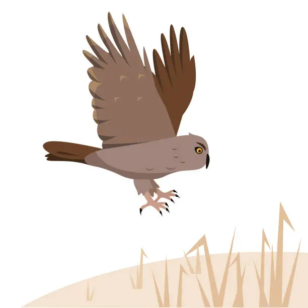 Vector illustration of Brown owl predatory bird flies to the ground or attacks.