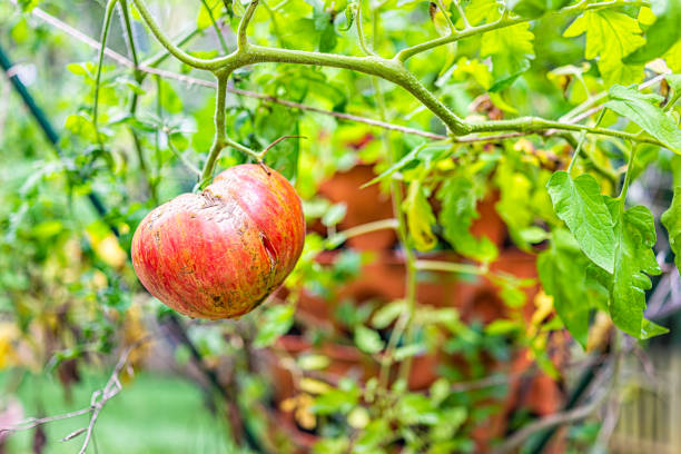 macro gros plan d’une énorme tomate beefsteak rayée rouge suspendue poussant sur une vigne végétale dans un jardin conteneur vertical tour de jardin - tomato beefsteak tomato heirloom tomato pink photos et images de collection