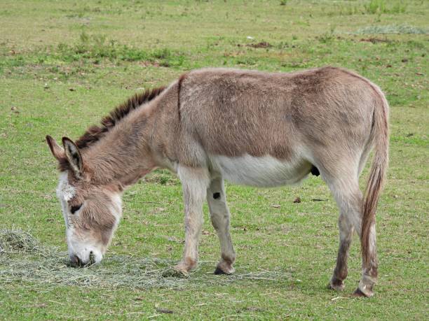 istock Donkey (Equus africanus asinus) - grazing on alfalfa 1383955940