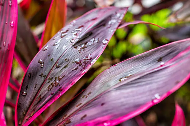 Broadleaf palm-lily cordyline fruticosa plant purple pink colorful leaves foliage in garden park with pattern background in Miami, Florida macro closeup of water rain drops