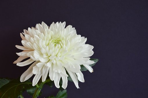 decoración para fiestas, cumpleaños, día de la mujer, día de la madre. Una flor de crisantemo blanco sobre un fondo azul. photo