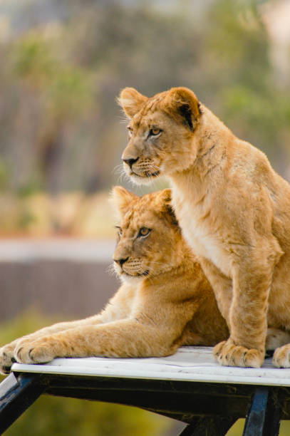 African male lion cubs waiting for their parents stock photo
