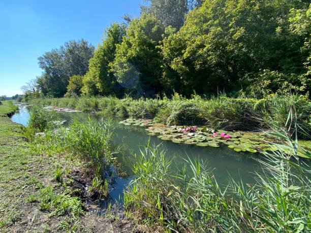 istock Untouched nature in Heviz 1383960751