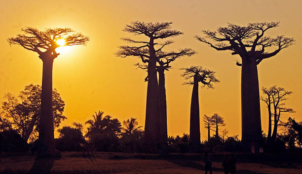 istock Sunset on the Paseo de los Baobabs, Morondava, Madagascar 1383961185