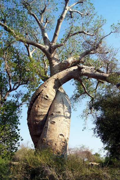 Baobabs embraced, Morondava, Madagascar stock photo