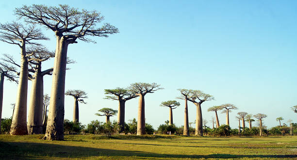istock Walk of the Baobabs, Morondava, Madagascar 1383961582