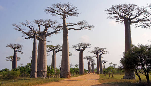 istock Paseo de los Baobabs, Morondava, Madagascar 1383962404