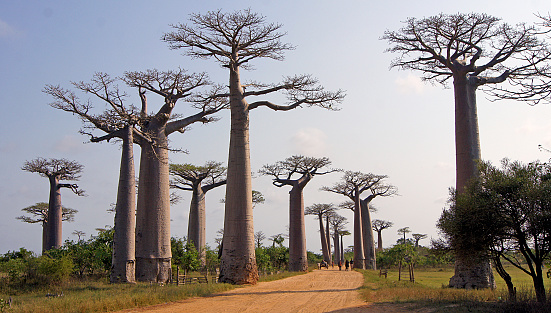 In the middle of a landscape mostly occupied by rice paddies and tall grasses, giants suddenly emerge and rise into the sky. The majestic Adansonia grandidieri make up the Paseo de los Baobabs and are part of the 6 endemic species of Madagascar
