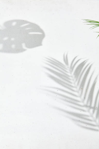 istock White background with shadows and leaves. Minimal composition - concrete wall and hard shadows of the palm and monstera. Elegant poster of natural elements. 1383962520