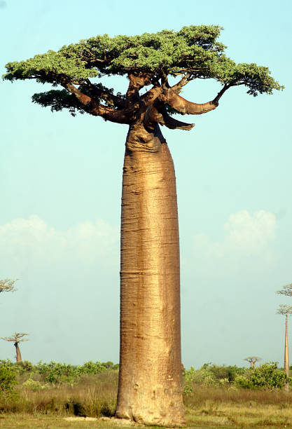 In the middle of a landscape mostly occupied by rice paddies and tall grasses, giants suddenly emerge and rise into the sky. The majestic Adansonia grandidieri make up the Paseo de los Baobabs and are part of the 6 endemic species of Madagascar
