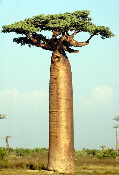 Paseo de los Baobabs, Morondava, Madagascar stock photo