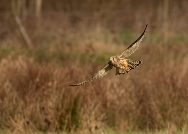 Kestrel On my way! falco tinnunculus stock pictures, royalty-free photos & images