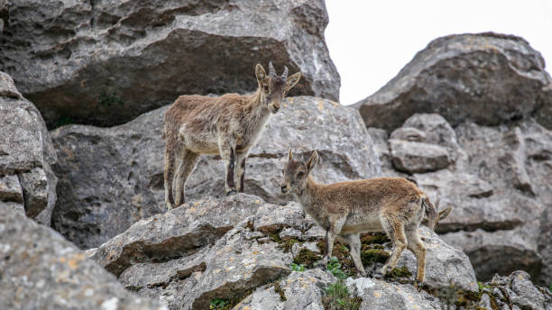 istock Spanish ibexes in Spain 1383963928