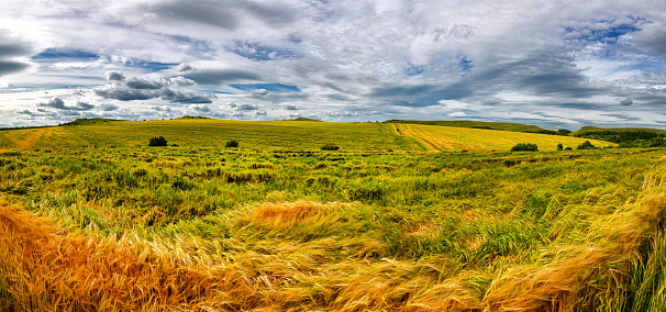 Campo de trigo en un día soleado. Hermosos paisajes de Ucrania. photo