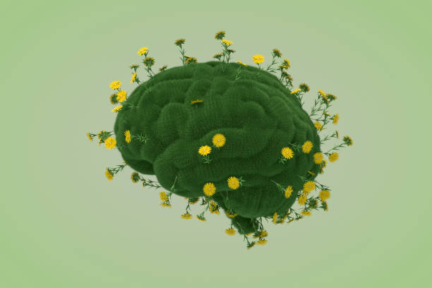 istock Brain shape with grass and flower, thinking climate change sustainable energy 1383964386