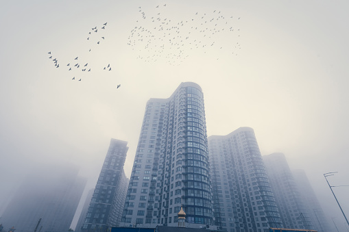 Flocks of birds flying over modern city buildings on a foggy morning urban street.