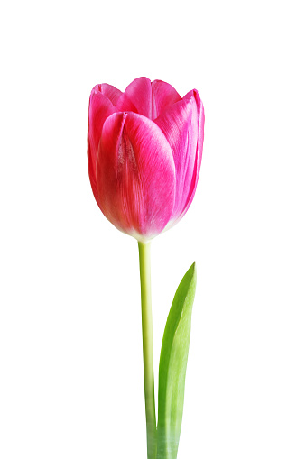 Fresh flower tulip on a white isolated background. tinting. selective focus