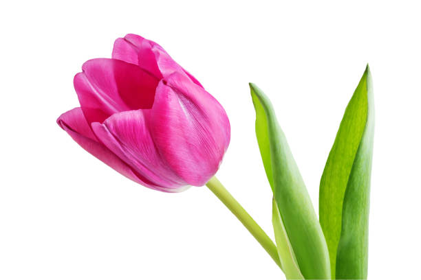 istock Fresh flower tulip on a white isolated background 1383966327