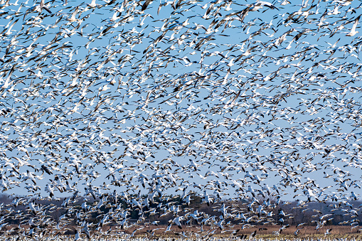 A flock of Dunlins (sandpiper) fly to their next beach feeding area at Boundary Bay, Delta, British Columbia, Canada,