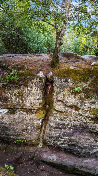istock Mossy cross section of a tree growing through a rock, Saxony, Germany 1383966817