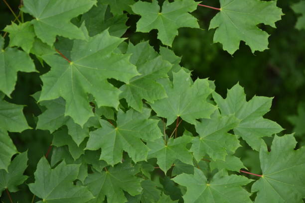 istock Maple tree foliage. Fresh green maple leaves. Park or forest nature background. 1383966945