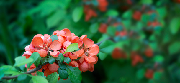 Close up delicate red flowers of Chaenomeles japonica shrub. Spring nature background with fresh blooming branch. Red quince flowers and green leaves, copy space. Spring blooming background.