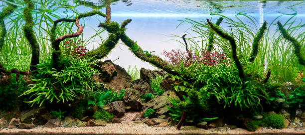 aquarium planté d’eau douce (aquascape) avec des plantes vivantes et des poissons tétra diamant. - hobbies freshwater fish underwater panoramic photos et images de collection
