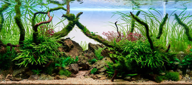 freshwater planted aquarium (aquascape) with live plants and diamond tetra fish. - hobbies freshwater fish underwater panoramic imagens e fotografias de stock