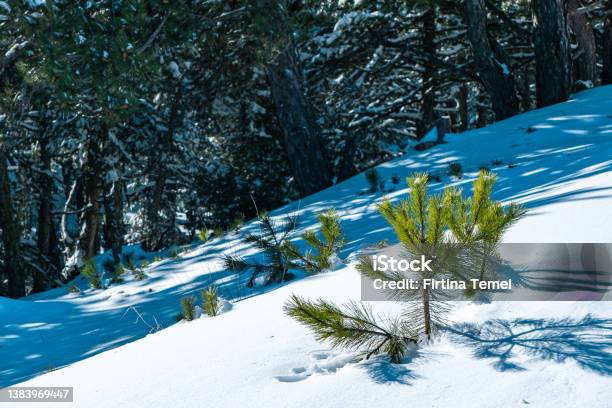 Small Pine Saplings In The Snow Stock Photo - Download Image Now - Backgrounds, Blizzard, Botany