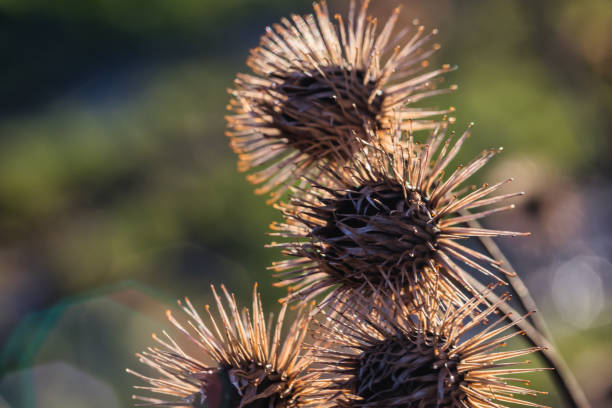 1,200+ Burdock Heads Stock Photos, Pictures & Royalty-Free Images - iStock
