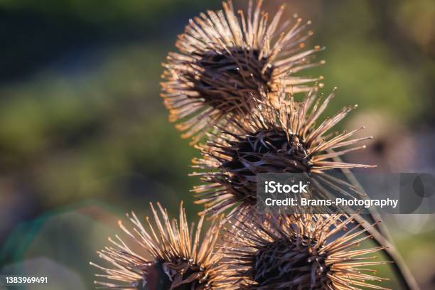 Close Up Of Velcro Plant Stock Photo - Download Image Now - Head, Seed, Burdock