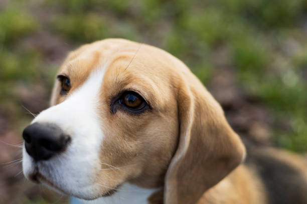 Adorable small beagle puppy chewing a huge raw bone