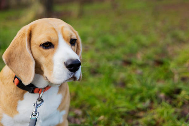 istock A Beagle dog looks thoughtfully into the distance. 1383970168