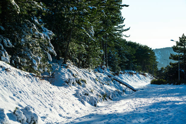 istock Snowy road and trees. A forest in winter. 1383970178