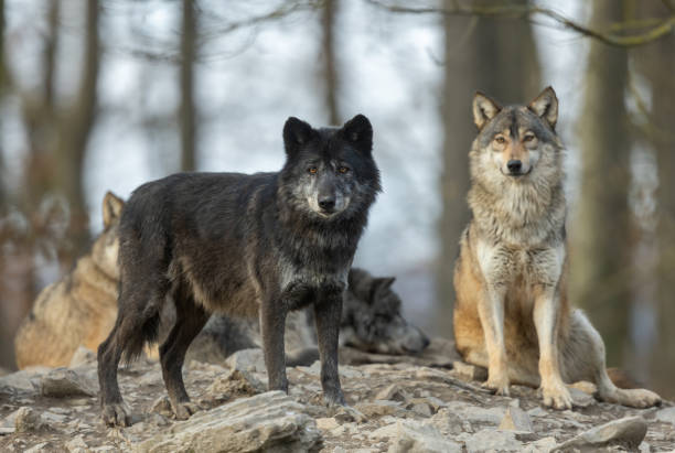 istock Canadian timberwolves 1383970745