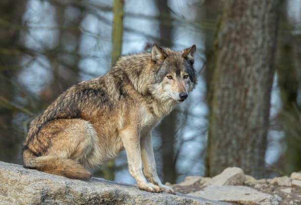istock Canadian timberwolf 1383970750
