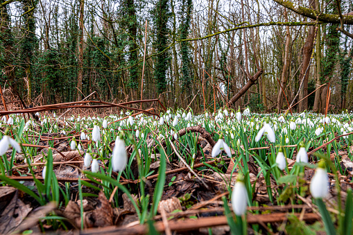 Snowdrops growing wild in a local wooded area in Shropham, Norfolk, UK.