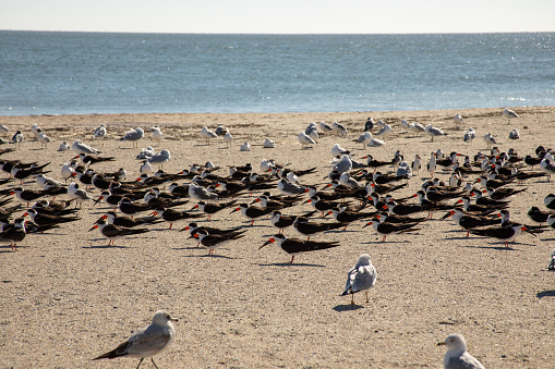 Black skimmer and seagull flock on sandy beach of Tybee IslandGeorgia.