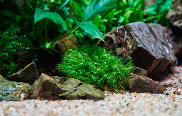 A fresh Fissidens fontanus (Phoenix) moss in the aquascape aquarium A fresh Fissidens fontanus (Phoenix) moss in the aquascape aquarium is laying on the sand between Frodo stones. phoenix stone stock pictures, royalty-free photos & images