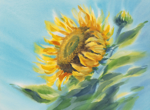A sunflower closeup in the blue sky watercolor background. Summer illustration