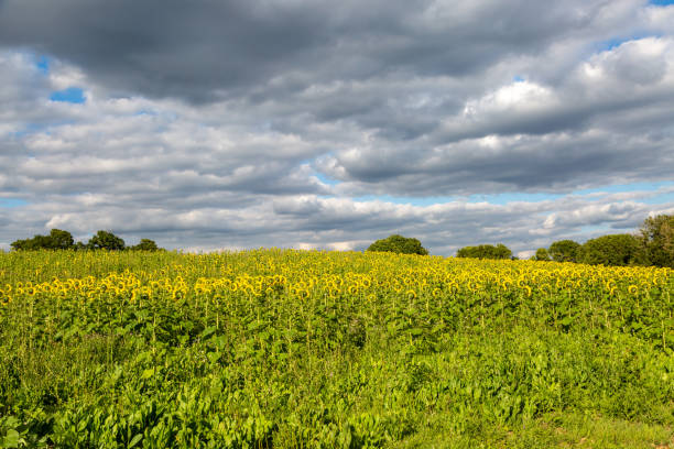 istock A field of sunflowers viewed from behind 1383974631
