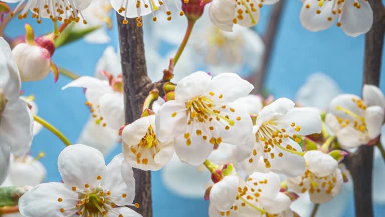 Cherry Branches with Blooming Flowers Time Lapse