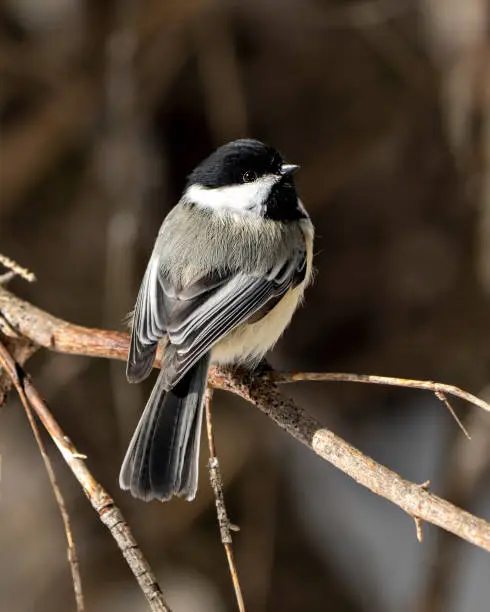 Photo of Chickadee Photo and Image. Close-up profile view perched on a branch with blur background in its environment and habitat. Image. Picture. Portrait.