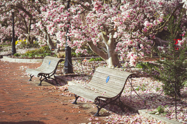 Blooming Magnolia trees in the park.