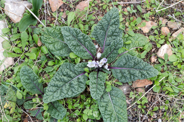 una rara pianta di mandragora (nome scientifico mandragora officinarum) cresce in un habitat naturale. - pianta nana foto e immagini stock