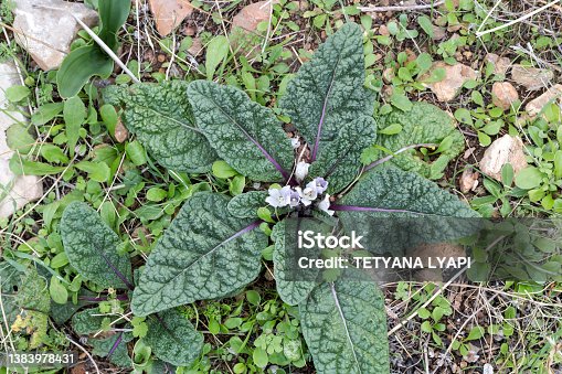 istock A rare plant of mandrake (scientific name Mandragora officinarum) grows in a natural habitat. 1383978431
